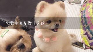 宠物中介是做什么的