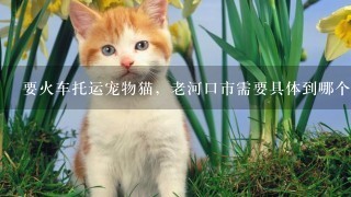 要火车托运宠物猫，老河口市需要具体到哪个部门办理动物检疫合格证明，需要什么材料？