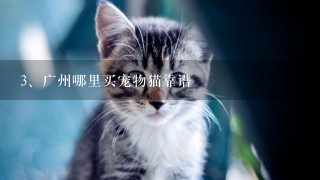 广州哪里买宠物猫靠谱