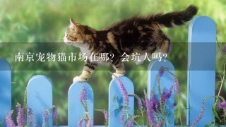 南京宠物猫市场在哪？会坑人吗？