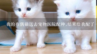 我的布偶猫送去宠物医院配种,结果给我配了一个暹罗