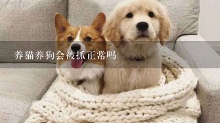 养猫养狗会被抓正常吗