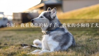 你好，我看见你的帖子了，我家的小狗得了犬瘟，治了