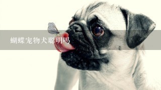 蝴蝶宠物犬聪明吗