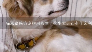 猫尿路感染宠物用药除了抗生素，还有什么利