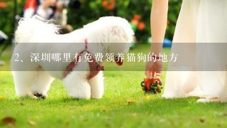 深圳哪里有免费领养猫狗的地方