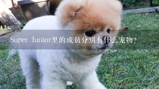 Super Junior里的成员分别有什么宠物？