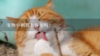 宠物小刺猬有体臭吗？