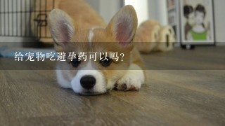 给宠物吃避孕药可以吗?