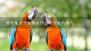 养个兔子当宠物有什么要注意的地方。