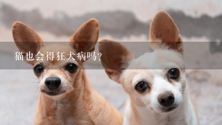 猫也会得狂犬病吗?