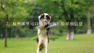 杭州哪里可以领养狗狗？给详细信息
