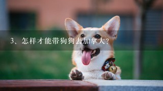 怎样才能带狗狗去加拿大？