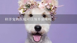 梓洋宠物医院可以领养猫咪吗