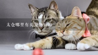 太仓哪里有卖宠物狗的