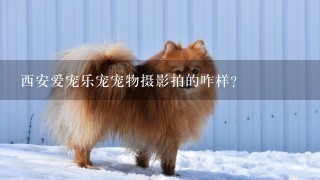 西安爱宠乐宠宠物摄影拍的咋样？