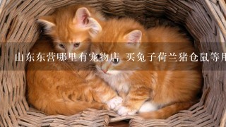 山东东营哪里有宠物店 买兔子荷兰猪仓鼠等用品的