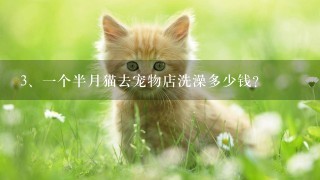 一个半月猫去宠物店洗澡多少钱？