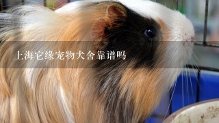 上海它缘宠物犬舍靠谱吗