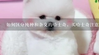 如何区分纯种和杂交的哈士奇，买哈士奇注意什么呢？