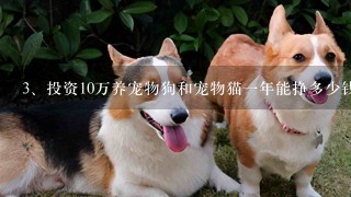 投资10万养宠物狗和宠物猫一年能挣多少钱?