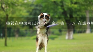 狨猴在中国可以养吗？ 多少钱一只？在那些城市能买到