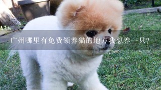 广州哪里有免费领养猫的地方我想养一只？