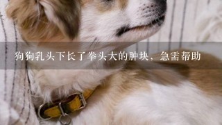 狗狗乳头下长了拳头大的肿块，急需帮助