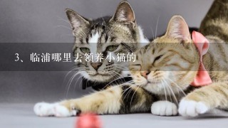 临浦哪里去领养小猫的