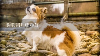 狗狗钙片哪种好