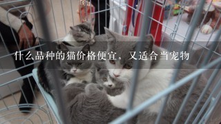 什么品种的猫价格便宜，又适合当宠物