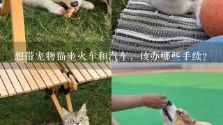 想带宠物猫坐火车和汽车，该办哪些手续？