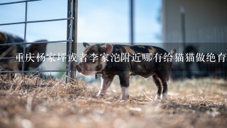 重庆杨家坪或者李家沱附近哪有给猫猫做绝育手术好点的宠物医院？