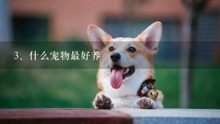 什么宠物最好养