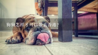 狗狗怎样才可以带去香港？