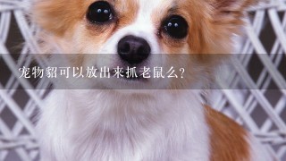 宠物貂可以放出来抓老鼠么？