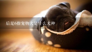 后足6指宠物犬是什么犬种