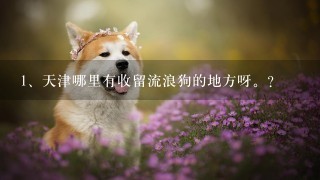 天津哪里有收留流浪狗的地方呀。？