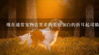 现在通常宠物店里卖的美短加白的折耳起司猫是什么价格