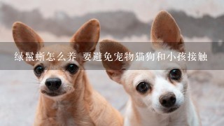 绿鬣蜥怎么养 要避免宠物猫狗和小孩接触