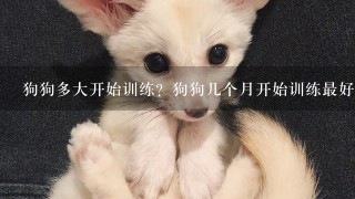 狗狗多大开始训练？狗狗几个月开始训练最好？