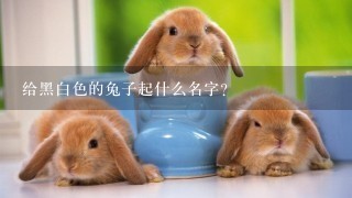 给黑白色的兔子起什么名字？