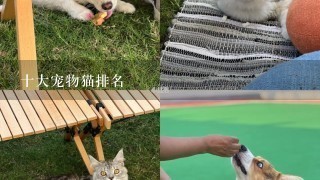 十大宠物猫排名