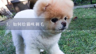 如何给猫咪剃毛