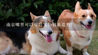南京哪里可以学习宠物日系造型？