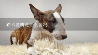 猫不爱叫是什么情况