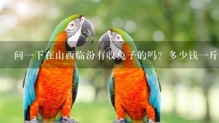 问一下在山西临汾有收兔子的吗？多少钱一斤？