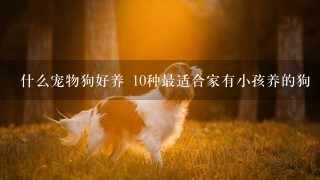 什么宠物狗好养 10种最适合家有小孩养的狗