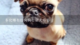 奉化哪有给狗狗打狂犬疫苗