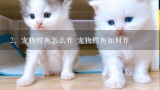 宠物鳄鱼怎么养 宠物鳄鱼如何养